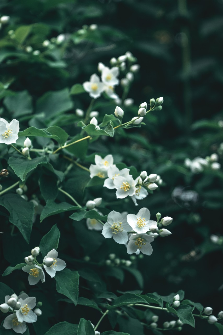 Narcotic White floral - Say mê các nốt hương hoa Trắng