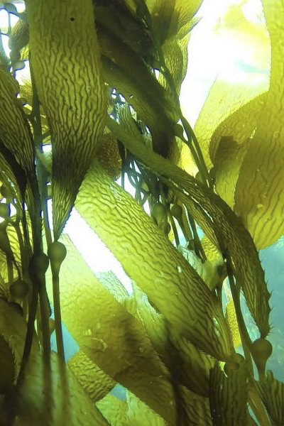 Chiết xuất tảo bẹ - Kelp extract: Chất tăng cường sức khỏe từ biển!
