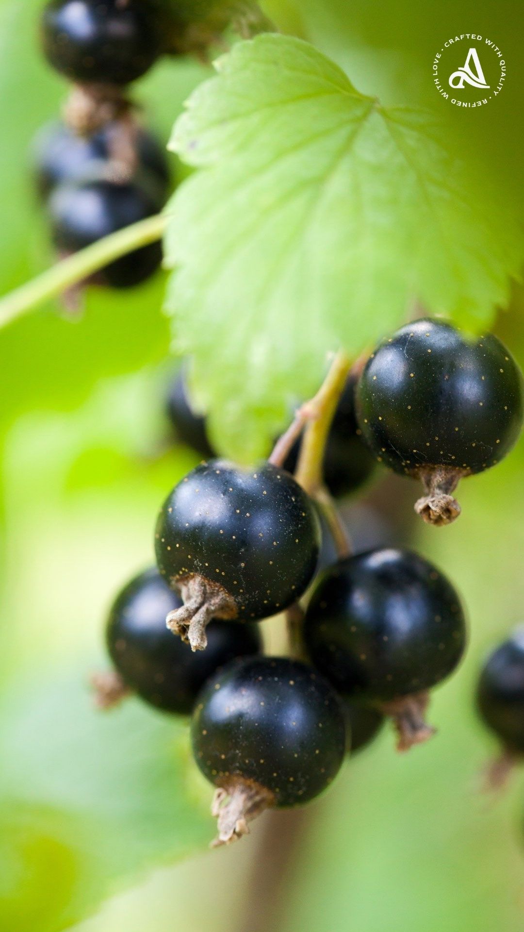 Chồi Lý chua đen (Blackcurrant) từ vùng rượu vang Burgundy Pháp