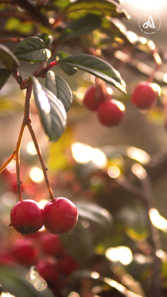 Red berries - Những nốt hương trái cây đỏ tươi tắn